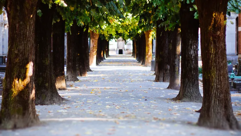 A path down a row of trees.