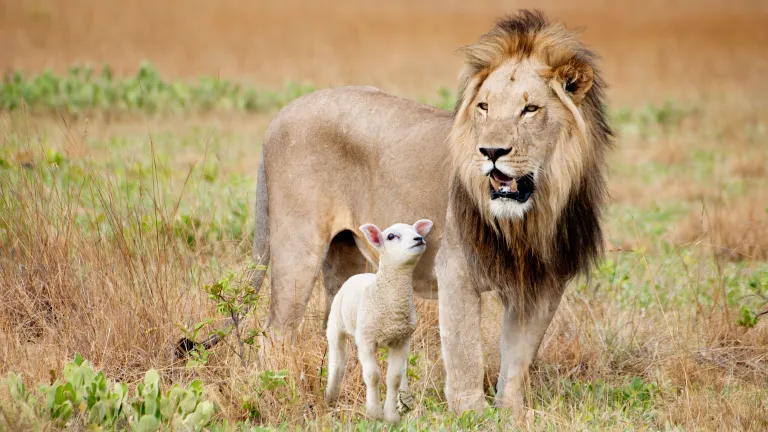 Photo illustration of a male lion and small lamb standing beside each other.