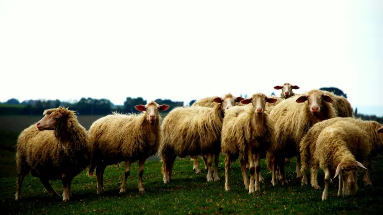 The central difference between sheep and goats—is really simple. It's an idea that we can come back to when we need to stay on track: A sheep is led by its shepherd. A goatherd is led by his goat. A herd of sheep.