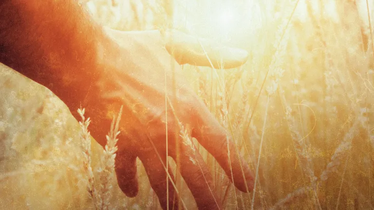 A man's hand touching stalks of wheat.