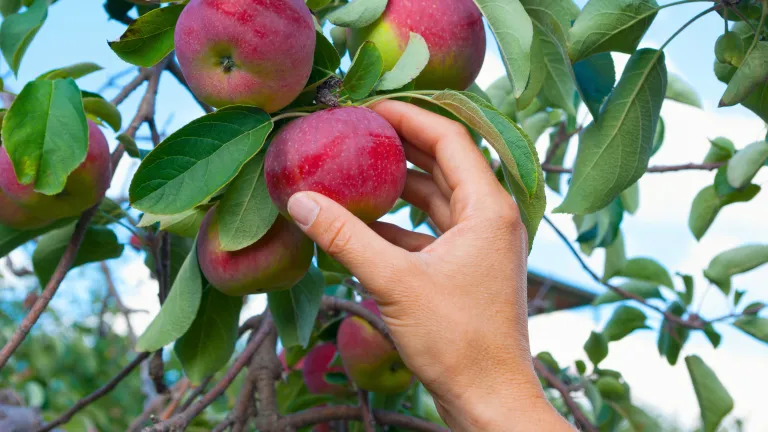 A hand picking an apple from a tree.