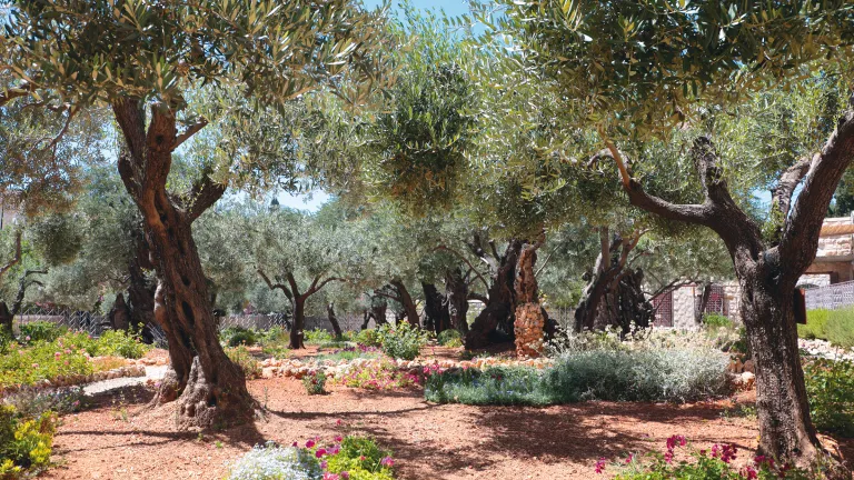 Garden of Gethsemane