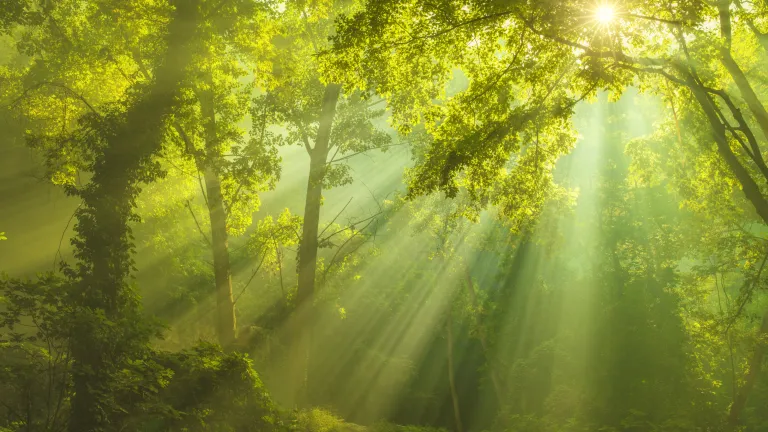 God’s intention from the first Adam in the Garden of Eden to the eternal garden setting in Revelation 22 is seamless. Sunlight shining through trees.