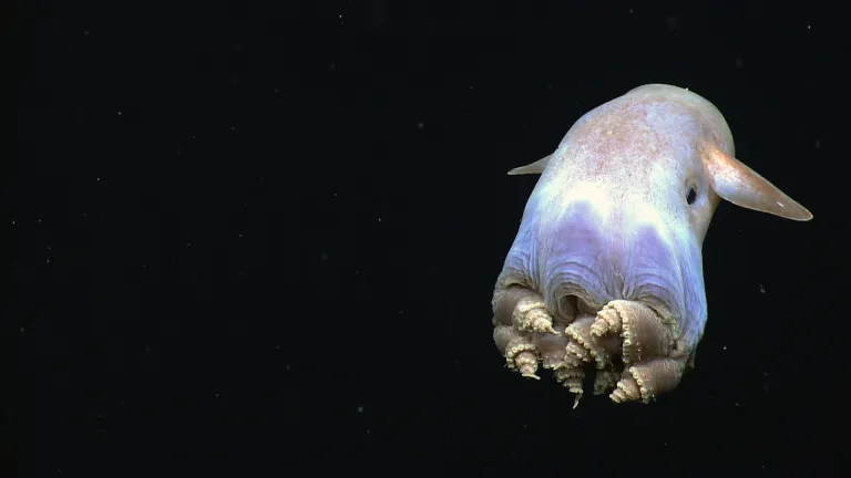 Strange Animals Designed by God