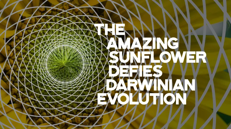 The Amazing Sunflower Defies Darwinian Evolution The Amazing Sunflower Defies Darwinian Evolution