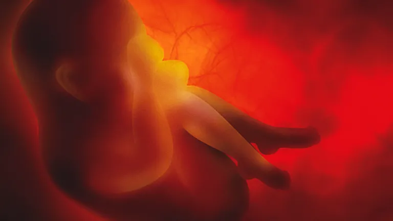 A baby in the womb.
