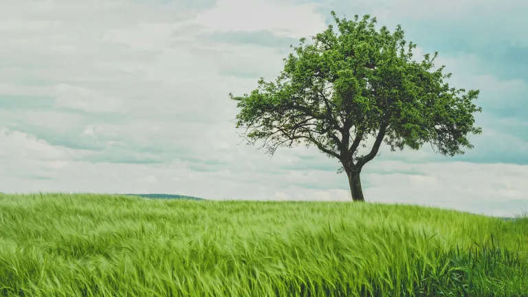 Photo of a Tree in a Field