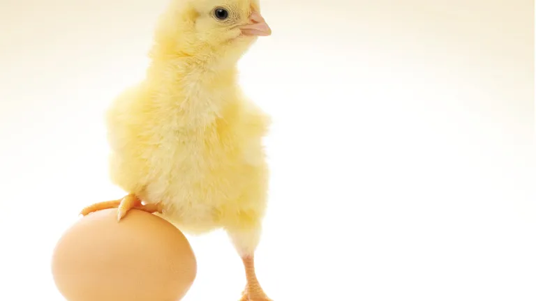 Another great example of foresight in nature is the humble chicken eggshell. There are so many problems to solve in the first place if the developing chick is to survive the three-week incubation period inside the egg. A baby chick and an egg.