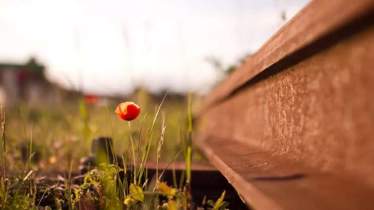 Faith is profound trust in God. Photo of a small flower growing up next to old train tracks.
