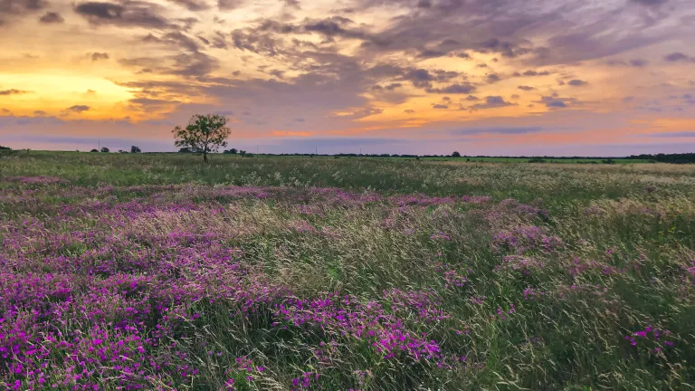 A field in Texas.