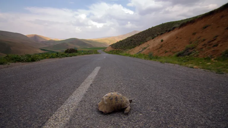 The turtle couldn’t help itself out of danger. In fact, it didn’t even realize it was in peril. We were the same way when God reached out to us.