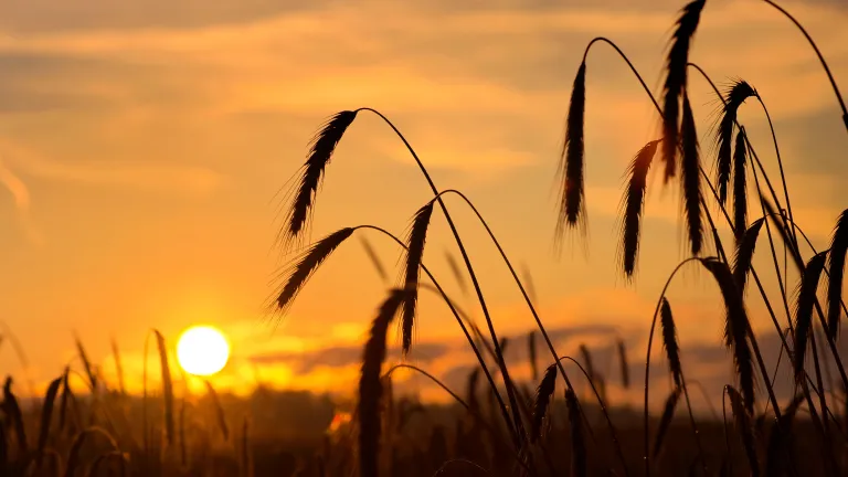 Wheat in a field.
