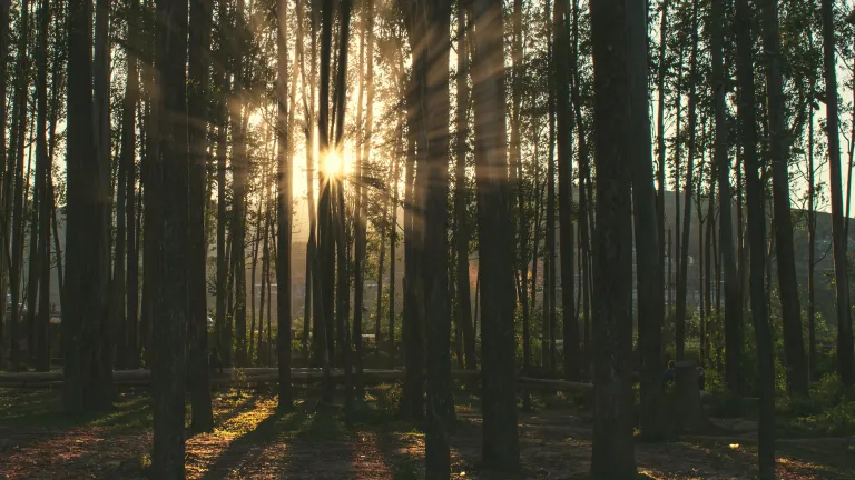 Jesus Christ proclaimed: “I am the light of the world. He who follows Me shall not walk in darkness, but have the light of life.“ Sunlight coming through trees.