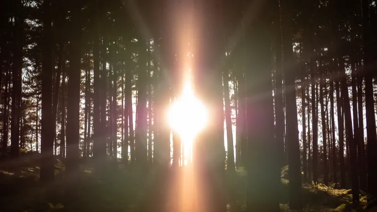 An angel of light is the deceiver coming as a messenger of truth. A bright light shining through trees.