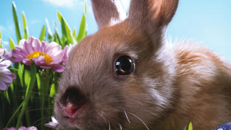 How did Easter and its customs become infused into traditional Christianity? A rabbit and Easter eggs.