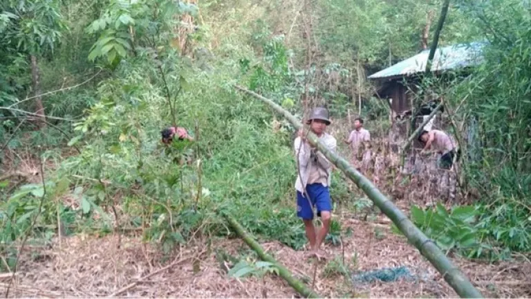 A person is moving a large branch