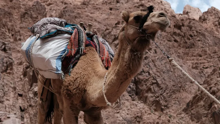 The prayer and faithful service of a friend brought hope to a seemingly impossible situation. a camel carrying a load being led by a rope against a rocky background