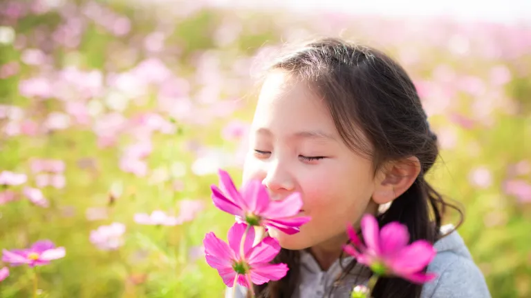 A little girls smelling pink flowers.