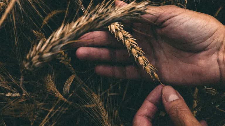 a pair of hands surrounded by grain, holding one strand