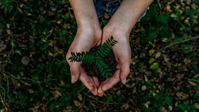 A woman's hands holding dirt and a small plant.