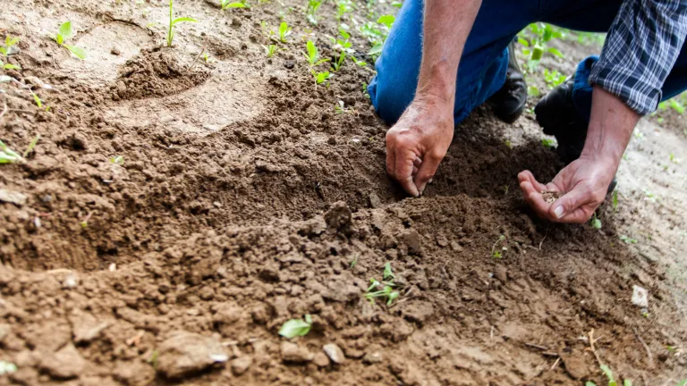 The mustard seed, though tiny, produces the largest of all herbs. a man planting a seed in the ground