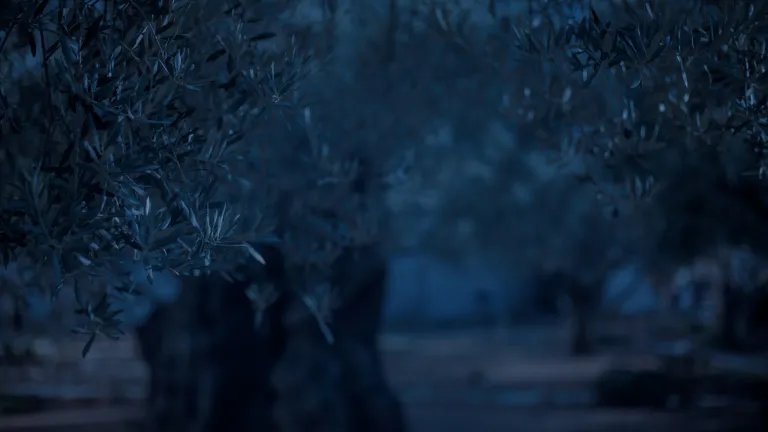 A night scene of a woods with trees.