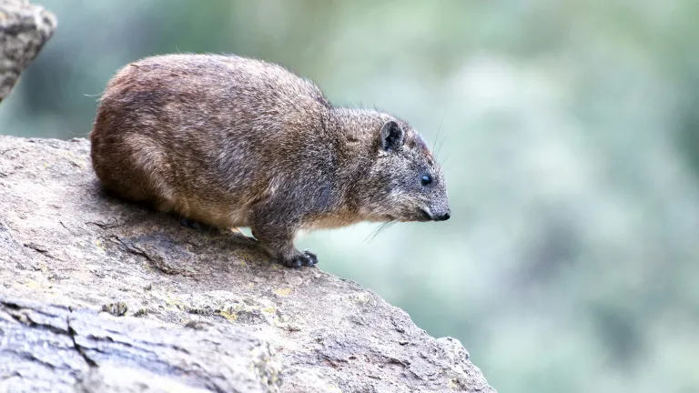 a small furry rock badger sitting on a rock