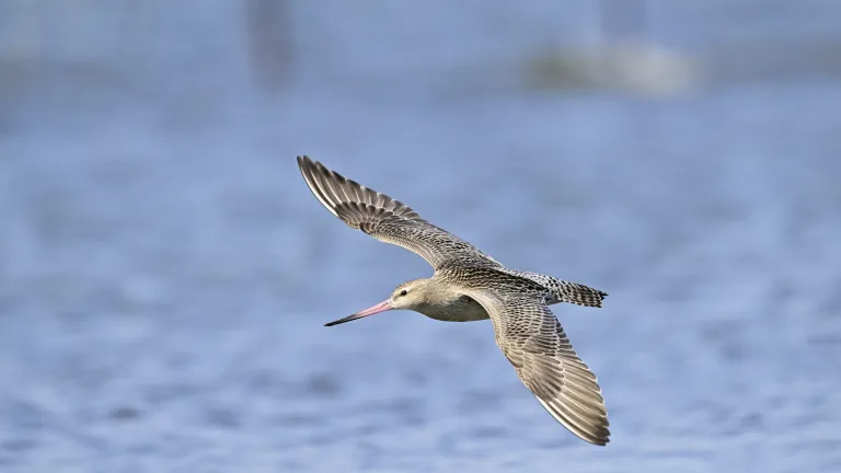 A young Bar-tailed Godwit flew day and night covering 8,425 miles over an 11-day period without taking a single break. A young Bar-tailed Godwit flew day and night covering 8,425 miles over an 11-day period without taking a single break.