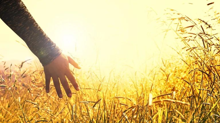 an arm extended with the hand brushing across the top of a golden field