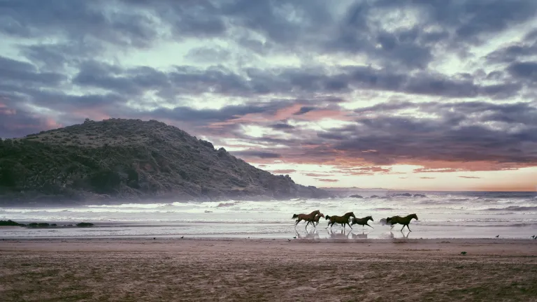 Running With the Horses Horses running on the beach with beautiful sunset behind
