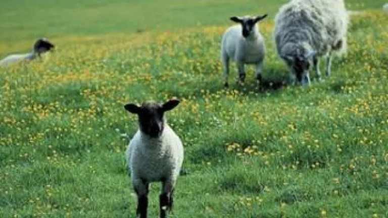 A Special Lamb Sheep in a pasture.