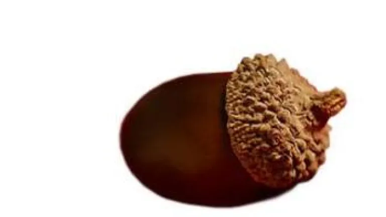 Acceptable Offering acorn