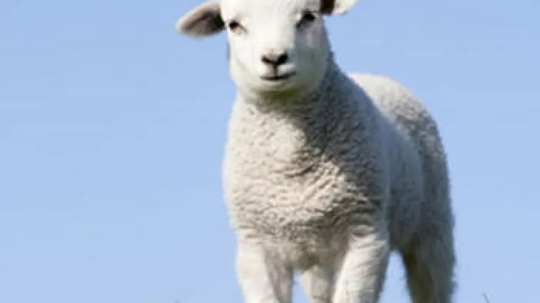 Christ, Our Passover, Was Sacrificed for Us