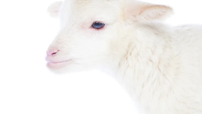 Christ, as “the Lamb of God who takes away the sin of the world,” would pay the penalty for humanity’s sins “by the sacrifice of Himself” (John 1:29; Hebrews 9:26). A lamb on a white background.