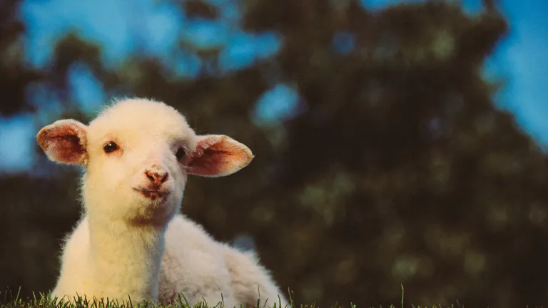Jesus Christ, our Passover, fulfilled the symbol of the lambs killed each year for centuries as part of the Passover service. His sacrifice, once for all time, was part of God's plan of salvation from the outset. A lamb.