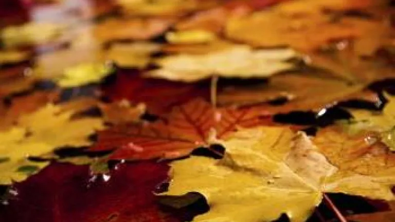 fall leaves of red, orange and yellow