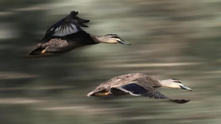 ducks in flight