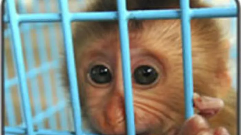 Did God Give Animals Rights?