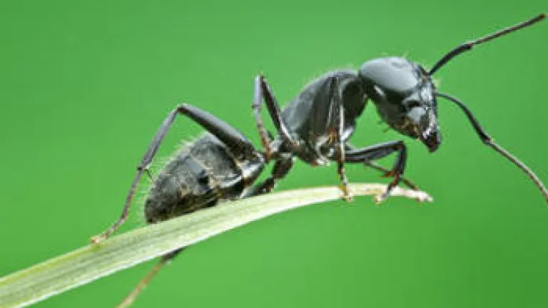 Upclose photo of an ant.
