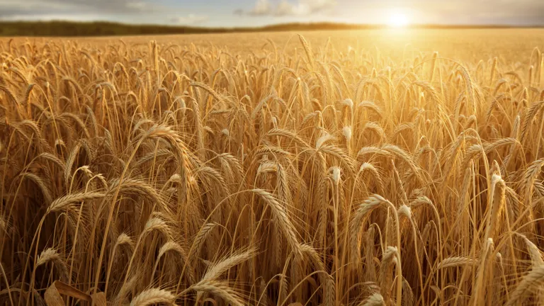It may surprise you to learn that a seamless thread involving these festivals runs throughout Scripture—from the Law where they were given to the book of Revelation. A field of wheat.