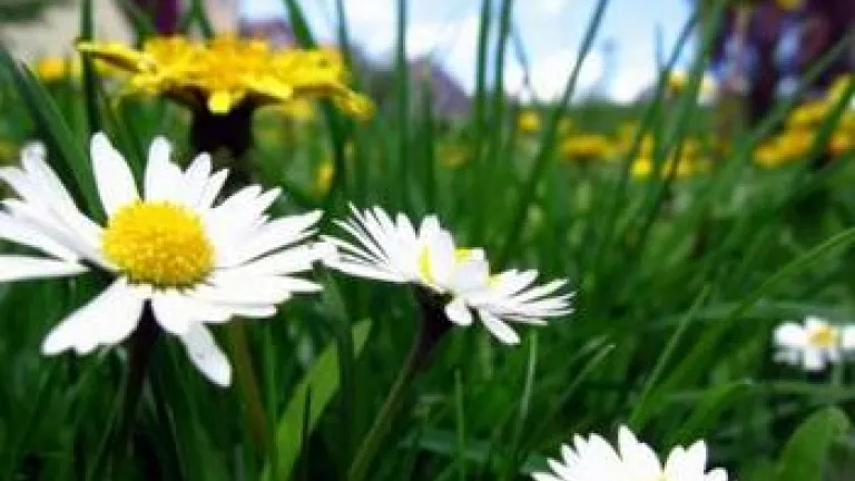 Close up of daisies in the grass - How World Peace Will Come