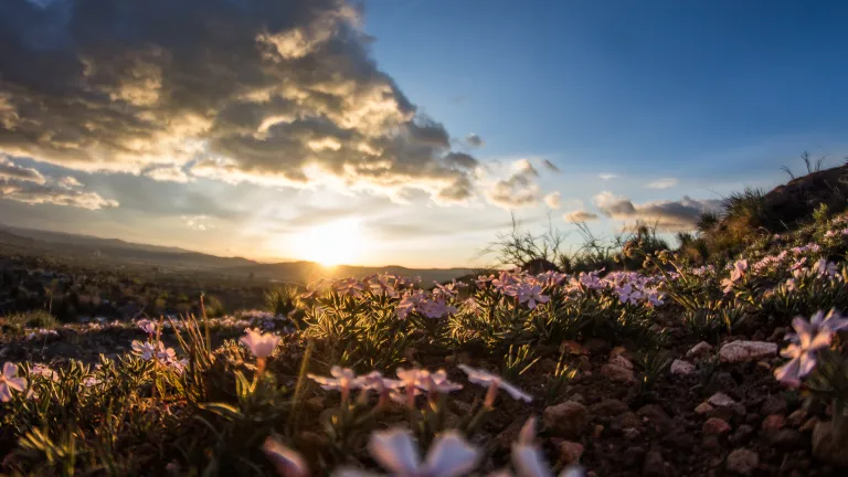 Many scriptures make it clear that the Kingdom of God is not here now, but will be established on earth in the future. Sunset over field of flowers.