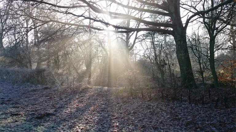 Jesus’ resurrection is one of the greatest proofs that Jesus is exactly who He said He was. Sun rays coming through the forest.