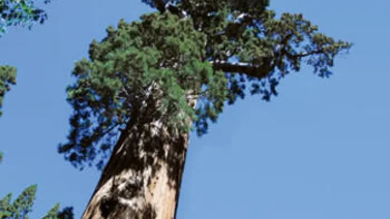 Lessons From the Mighty Sequoia Lessons From the Mighty Sequoia