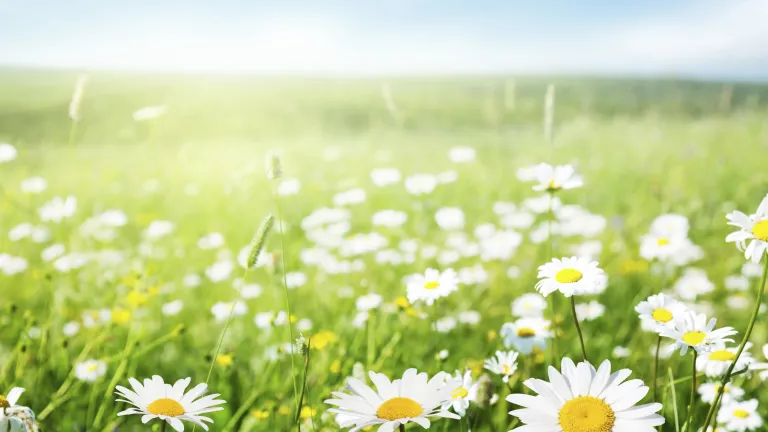 The key to living a truly transformed life is yielding to God, confessing our need for His help, and then setting our mind and heart to live by the teachings of the Bible—all of them. A field of Daises.