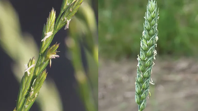 Only near the time for harvest can the fruiting head of darnel, left, be easily distinguished from the fruiting head of wheat, right. Before this stage the plants look almost identical. Fruiting head of darnal, fruiting head of wheat.