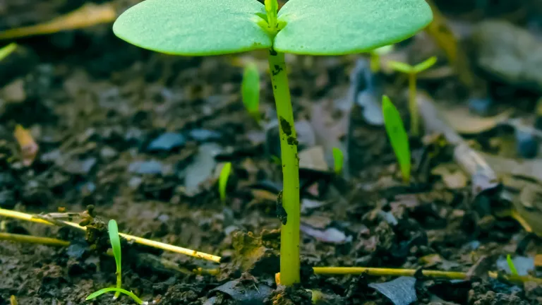 The seed of God’s Holy Spirit, placed within you, is the most powerful and transformative force in the universe. A tiny green plant coming out from the ground.