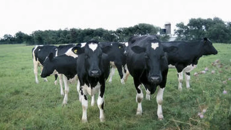 A herd of cows