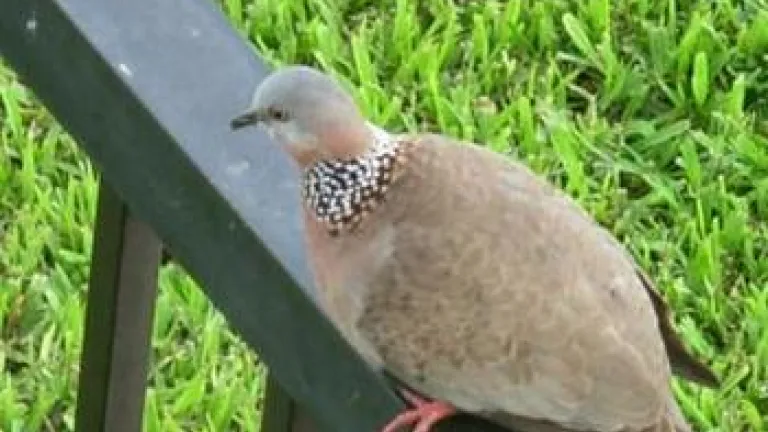Like a Dove