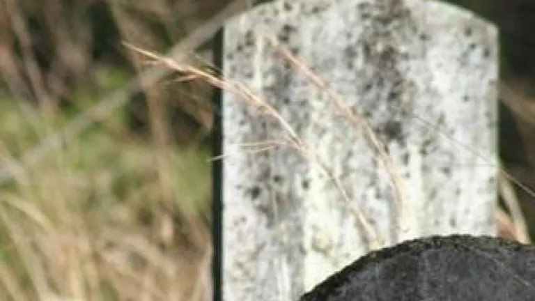 grave stones in field